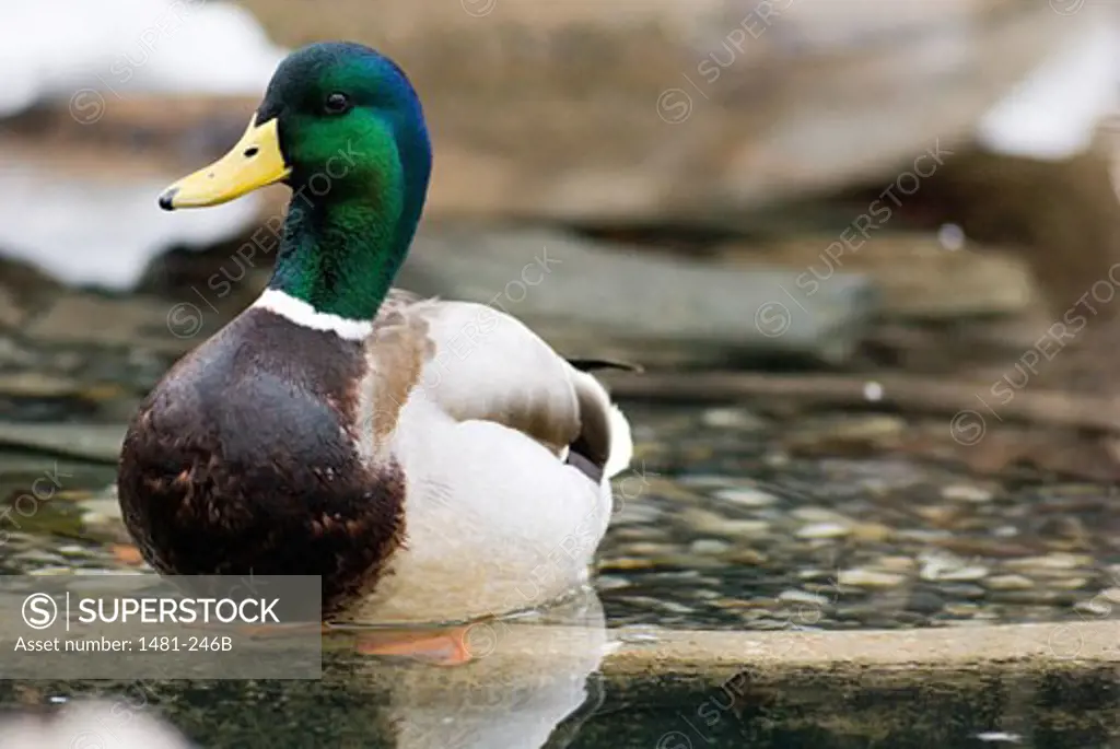 Mallard duck (Anas platyrhynchos) swimming in a pond