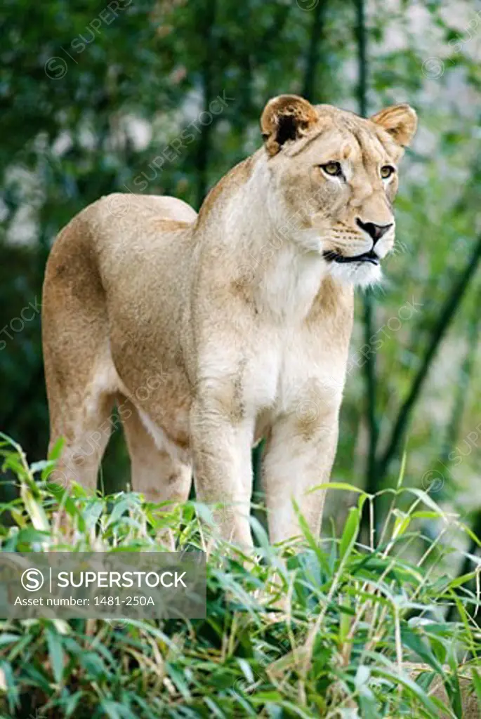 Young lion (Panthera leo) standing in a forest