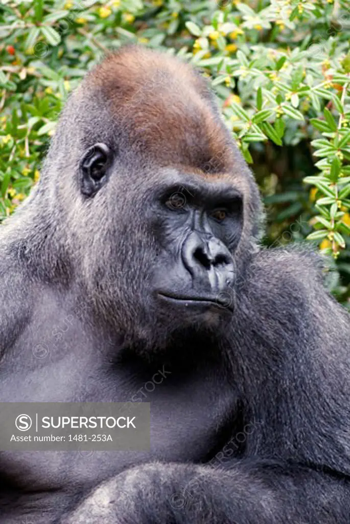 Close-up of a male Silverback gorilla (Gorilla gorilla gorilla)