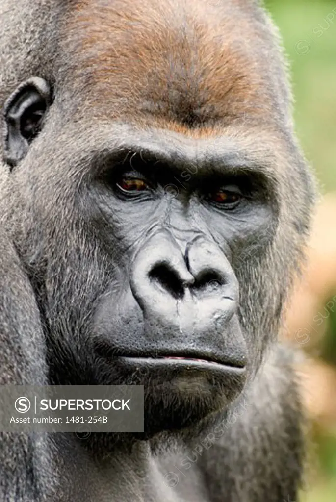 Close-up of a male Silverback gorilla (Gorilla gorilla gorilla)