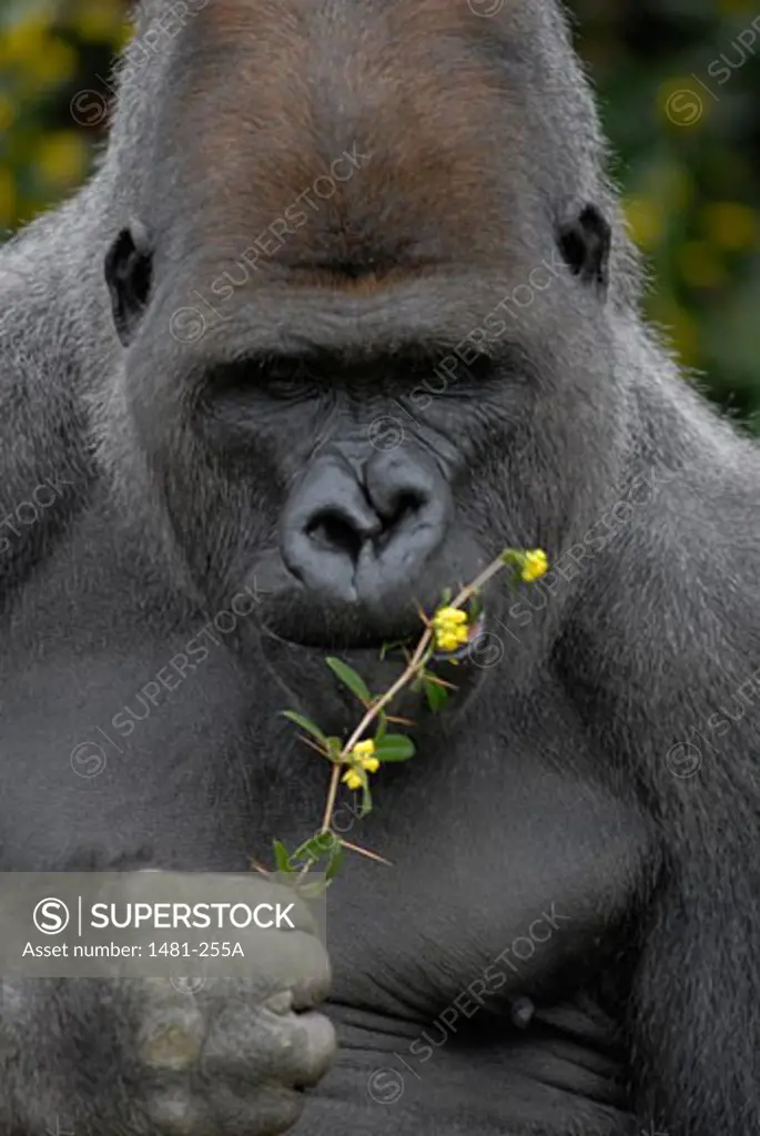Close-up of a male Silverback gorilla (Gorilla gorilla gorilla) eating leaves