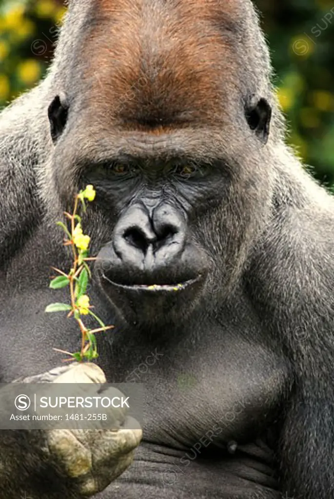 Close-up of a male Silverback gorilla (Gorilla gorilla gorilla) eating leaves