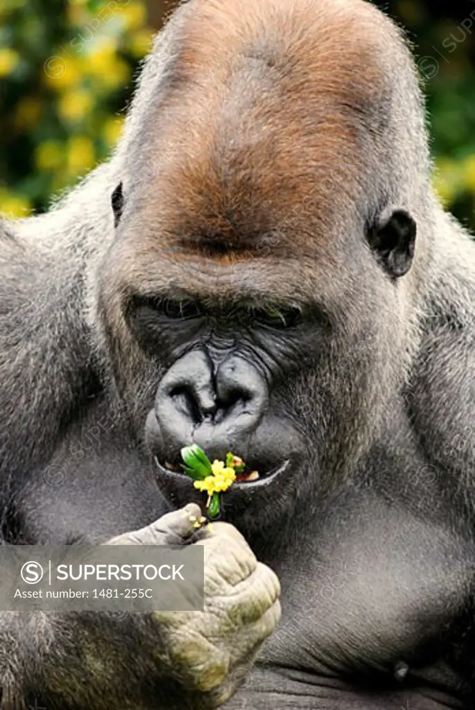 Close-up of a male Silverback gorilla (Gorilla gorilla gorilla) eating a flower