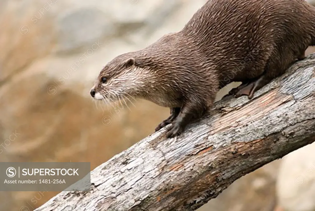 Oriental Short-Clawed otter (Aonyx cinerea) on a log