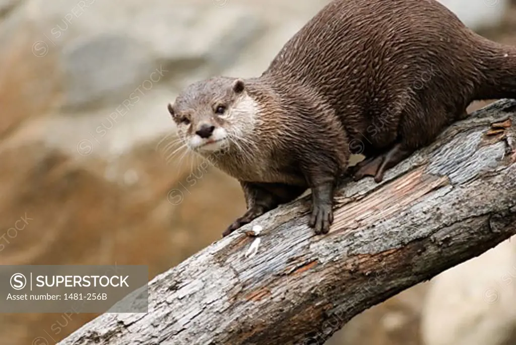 Oriental Short-Clawed otter (Aonyx cinerea) on a log