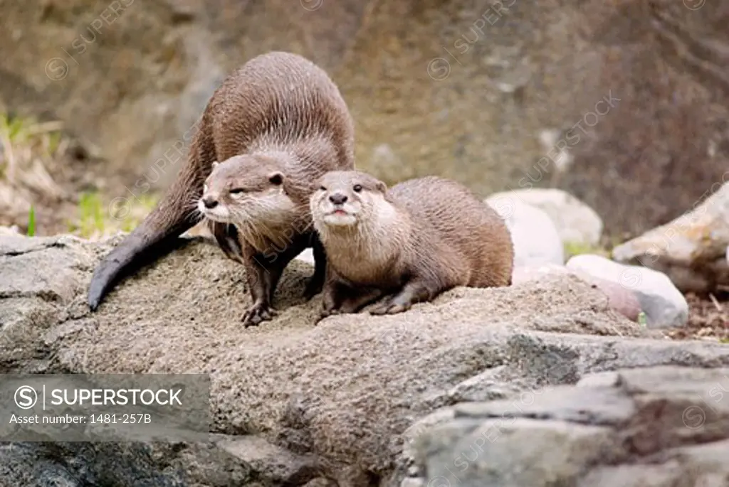 Two Oriental Short-Clawed otters (Aonyx cinerea) on a stone wall