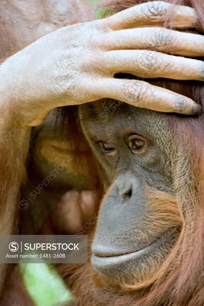 Close-up of a male orangutan