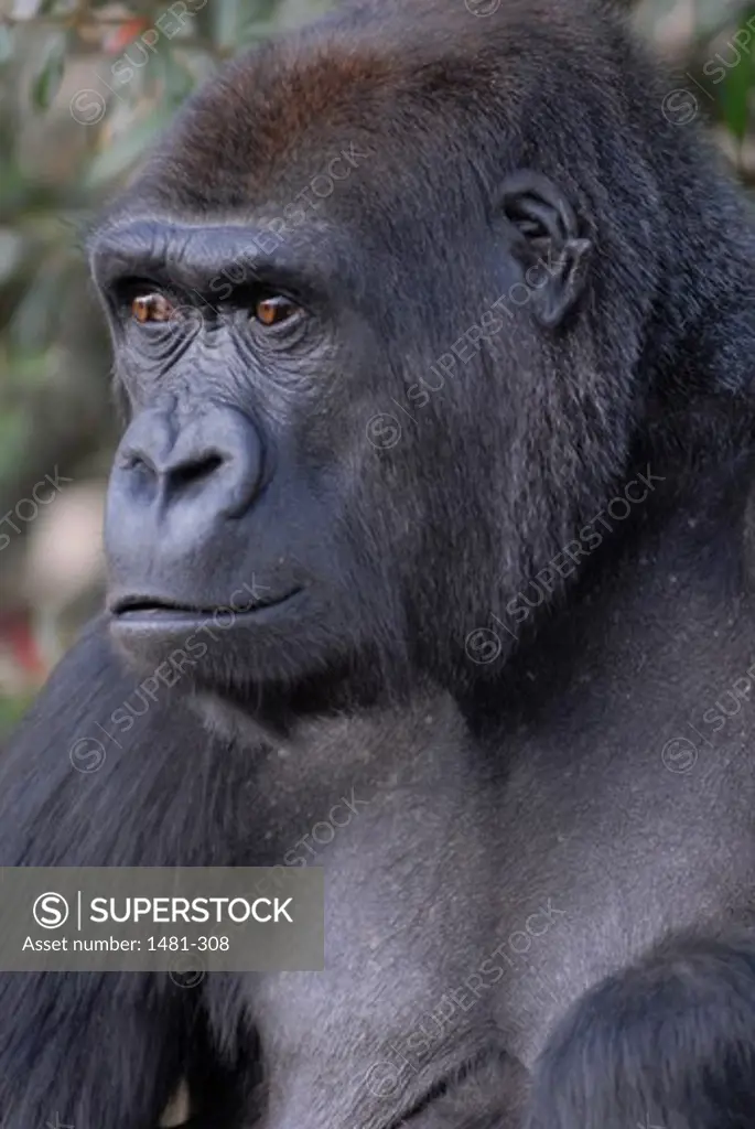 Close-up of a Western Lowland gorilla (Gorilla gorilla gorilla)