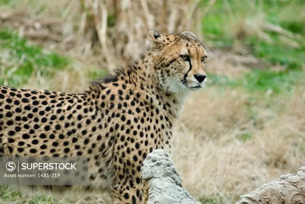 Male cheetah (Acinonyx jubatus) in a forest