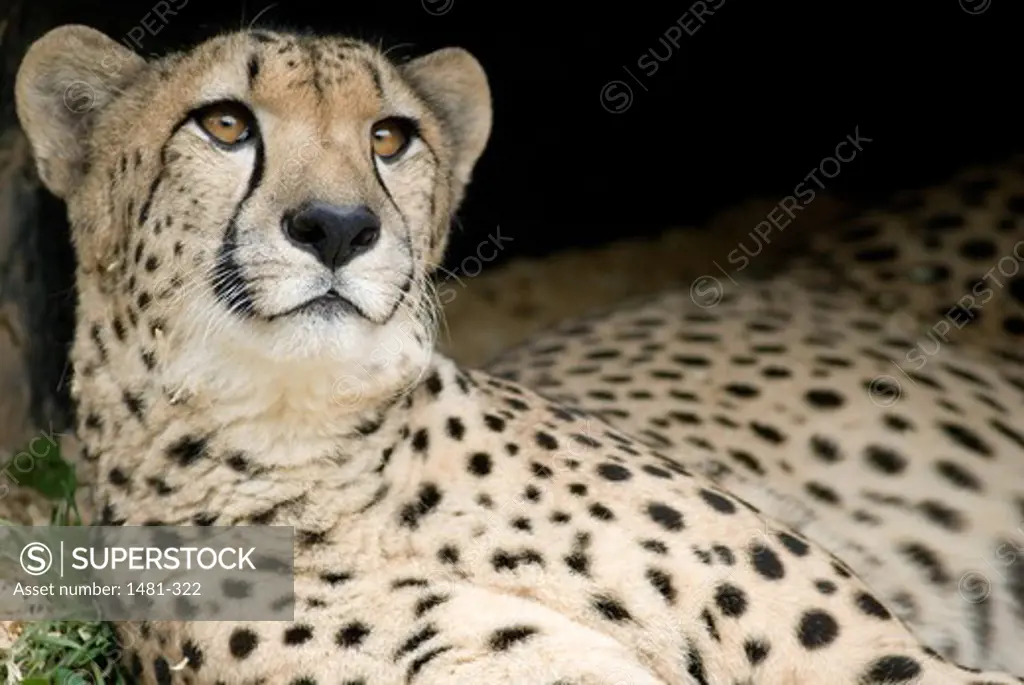 Close-up of a male cheetah (Acinonyx jubatus)