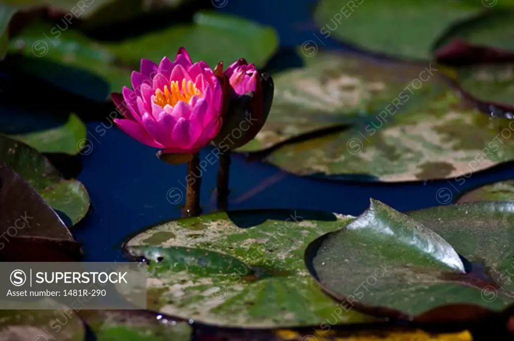 USA, Washington, Washington DC, Water lilies in Aquatic Gardens