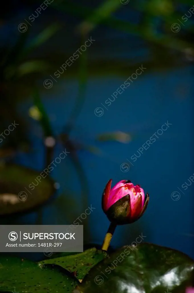 USA, Washington, Washington DC, Water lilies in Aquatic Gardens
