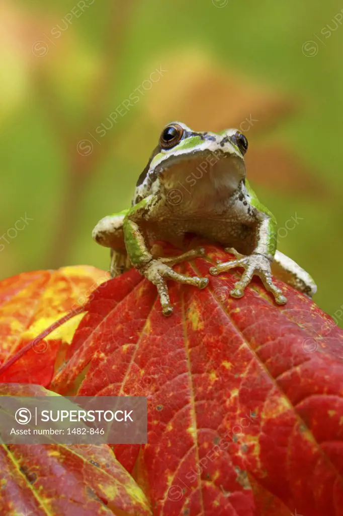 Close-up of a Green Tree Frog on a leaf, Olympic National Park, Washington, USA