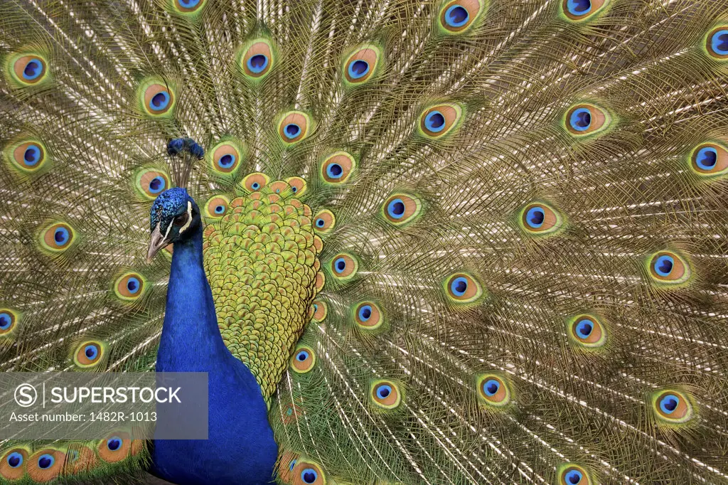 Close-up of a peacock with its feather fanned out