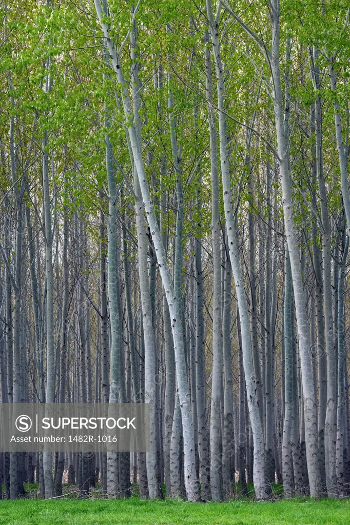 Poplar trees in a forest, Oregon, USA