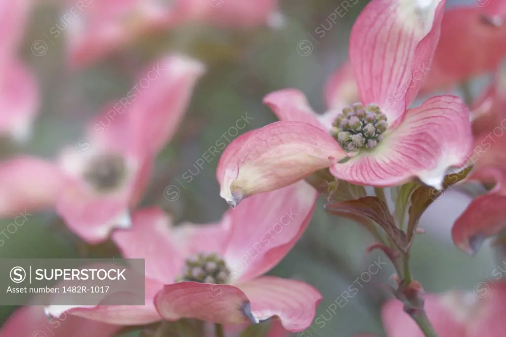 Close-up of two Pink Flowering Dogwood blossoms (Cornus florida var. rubra)