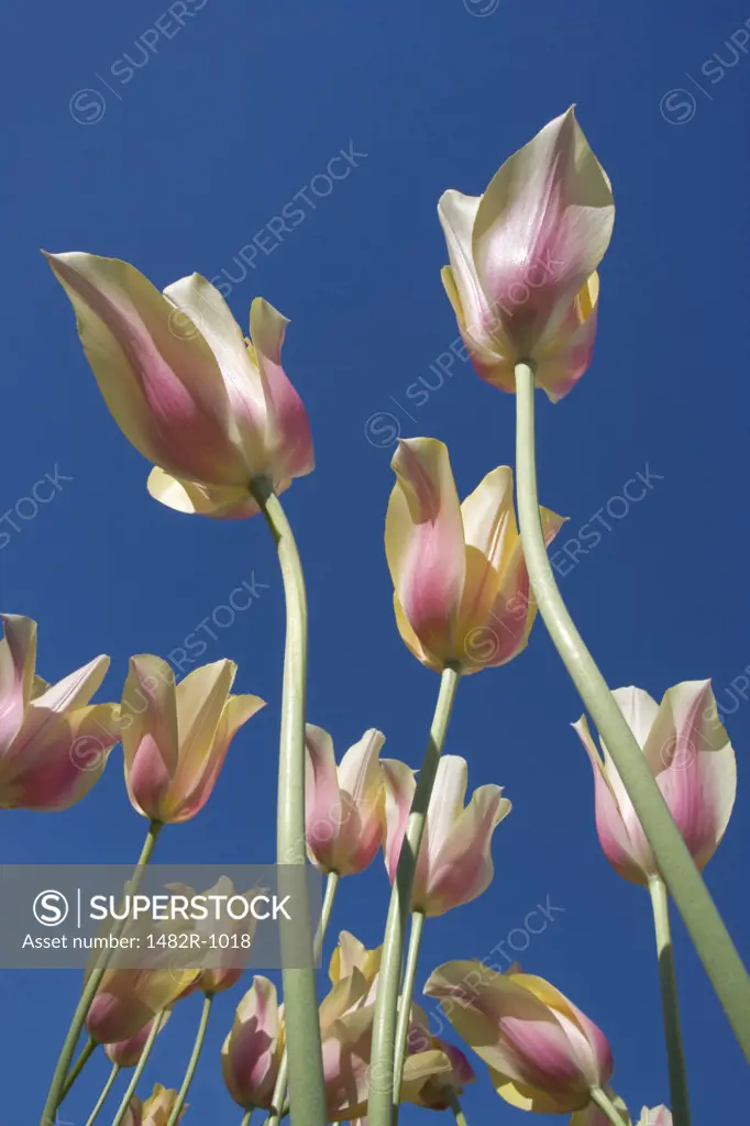 Low angle view of tulips