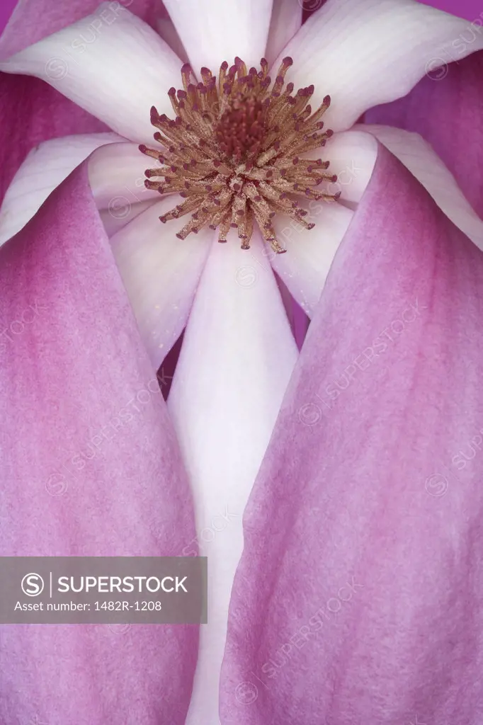Close-up of a Tulip Magnolia