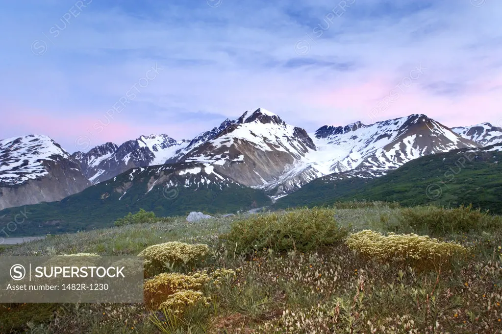 Flowers in a field with a mountain in the background, Alsek River, British Columbia, Canada