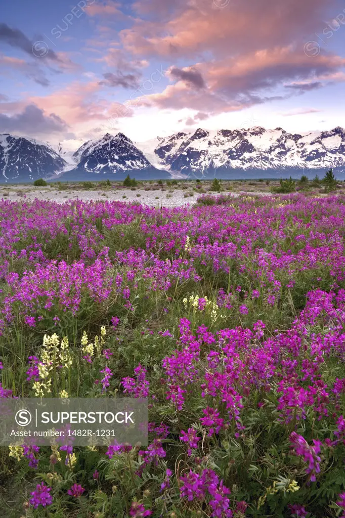 Flowers in a field with a mountain range in the background, Tatshenshini-Alsek Wilderness Park, Alaska, USA