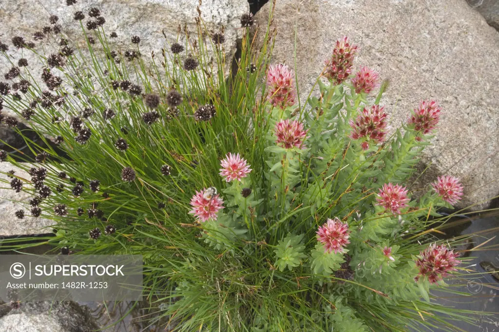 Close-up of Sedum flowers, Bridger-Teton National Forest, Wyoming, USA