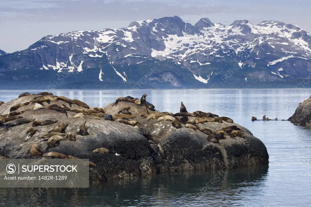 Steller Sea Lions (Eumetopias jubatus) relaxing on a rock, Glacier Bay National Park, Alaska, USA