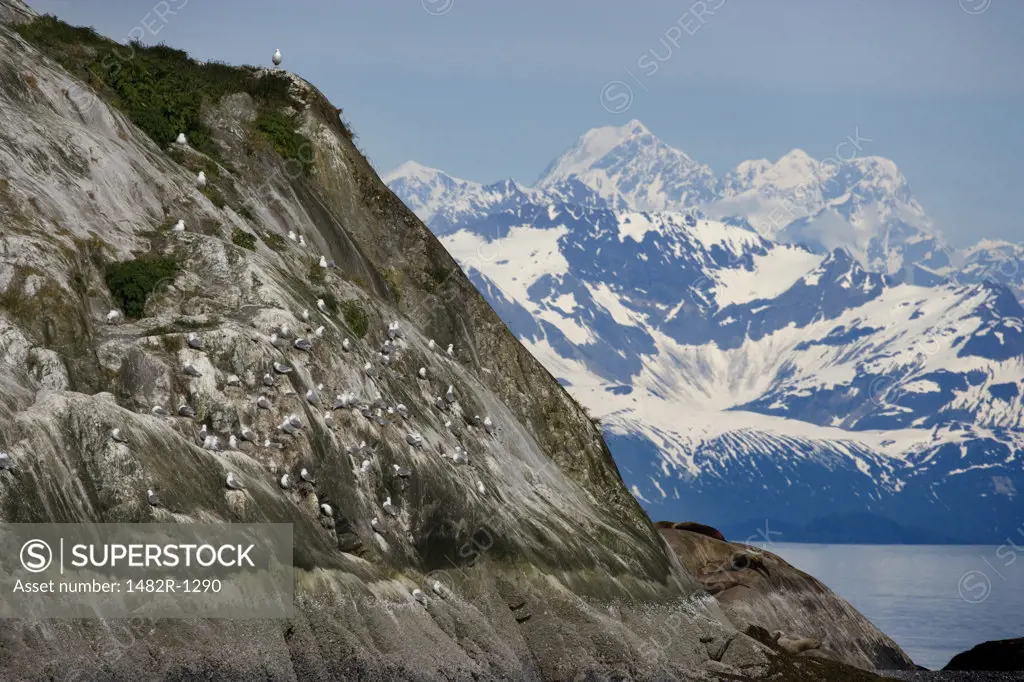 Colony of Black-Legged kittiwakes (Rissa tridactyla) on a cliff with mountains in the background, Fairweather Range, Leland Island, Glacier Bay National Park, Alaska, USA