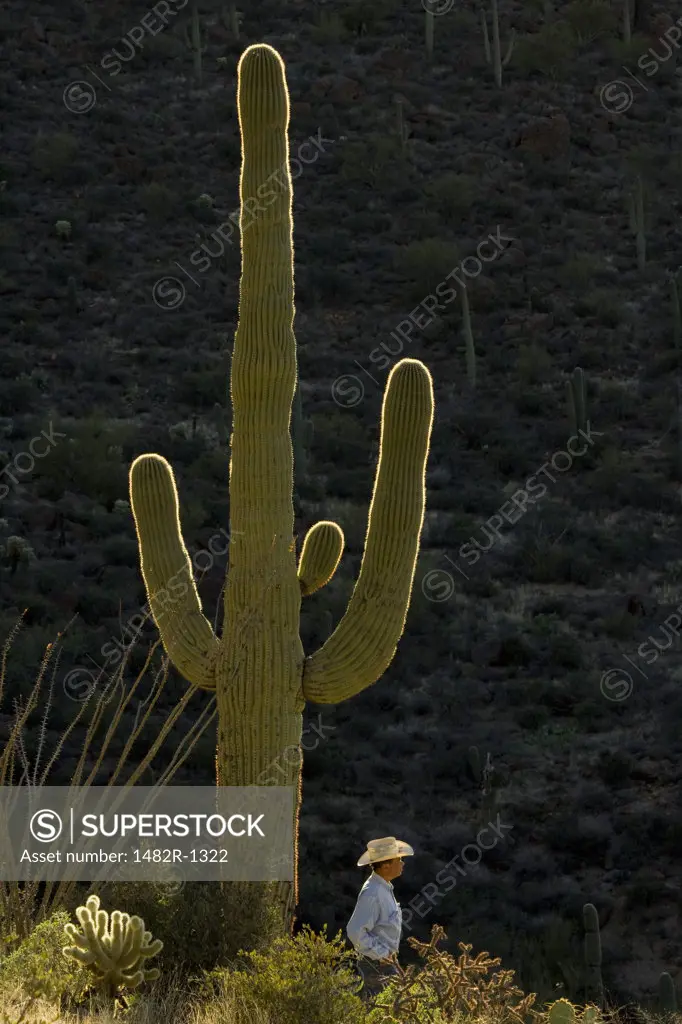 Cowboy standing near a Saguaro cactus, Saguaro National Monument, Tucson, Arizona, USA