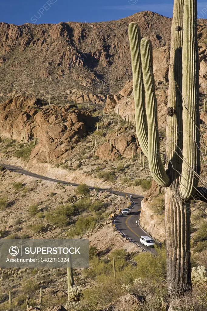 Saguaro cactus (Carnegiea gigantea) with cars on a curved road in the background, Kinney Road, Saguaro National Park, Tucson, Arizona, USA