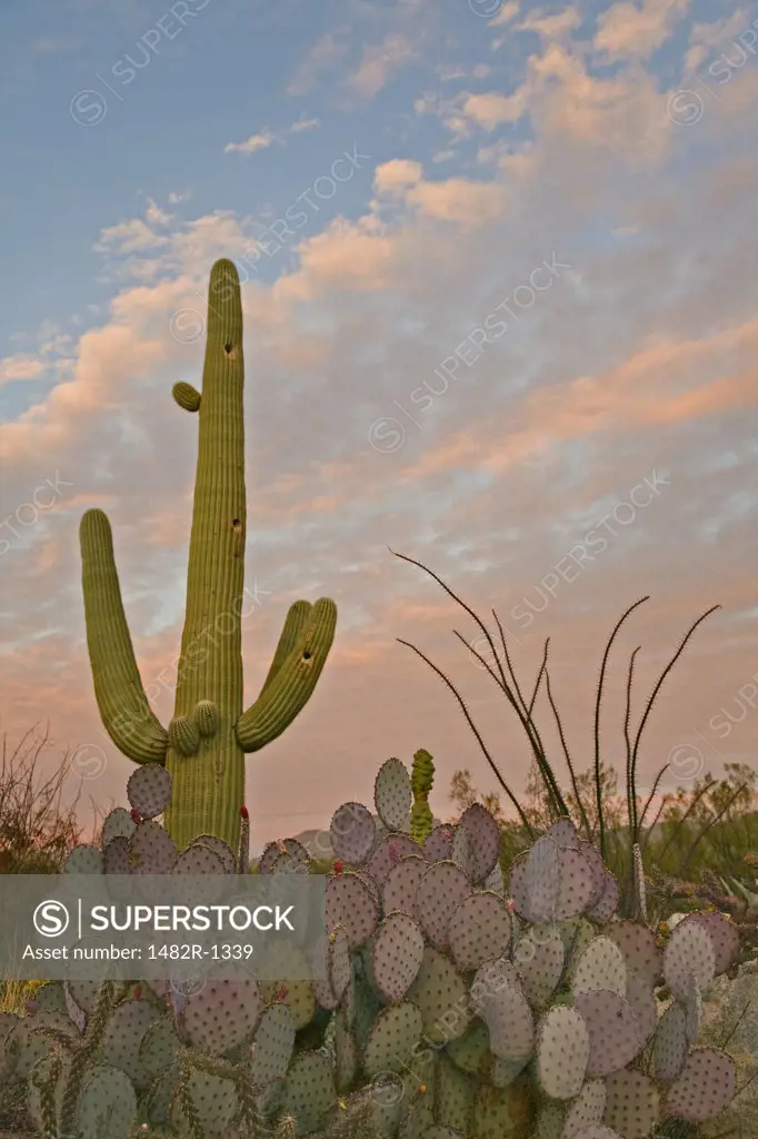 Low angle view of Saguaro cactus (Carnegiea gigantea) with Prickly Pear cacti, Catalina State Park, Tucson, Arizona, USA
