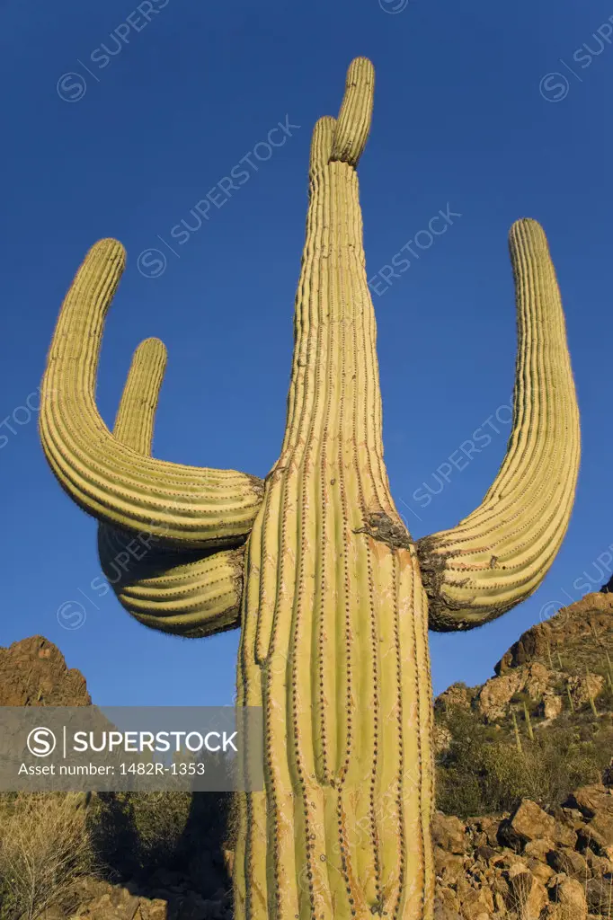Low angle view of Saguaro cactus (Carnegiea gigantea), Saguaro National Monument, Tucson, Arizona, USA
