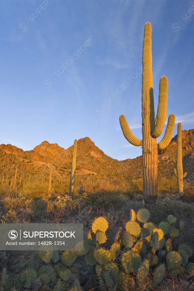 Saguaro cactus (Carnegiea gigantea) with Prickly Pear cacti in a desert, Saguaro National Monument, Tucson, Arizona, USA