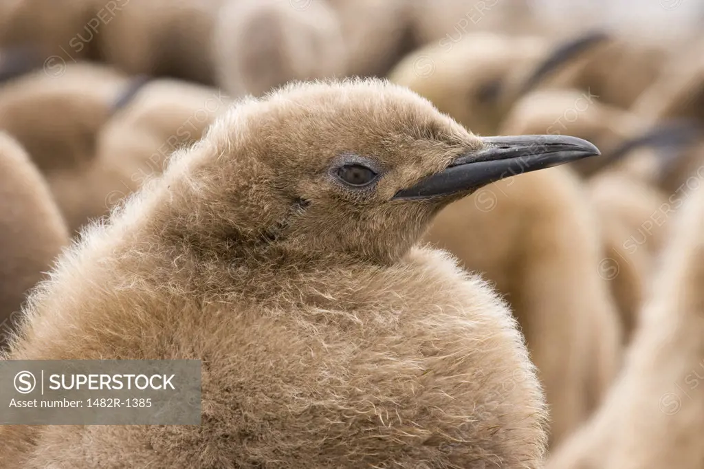 Close-up of a King penguin chick (Aptenodytes patagonicus), Right Whale Bay, South Georgia Island, South Sandwich Islands 