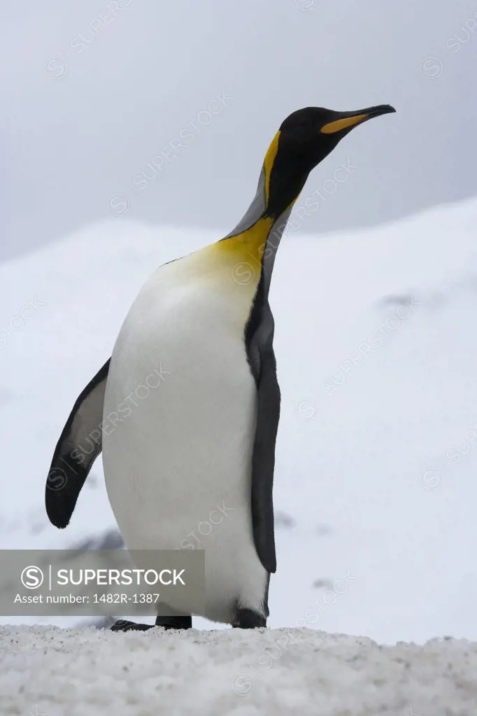 King penguin (Aptenodytes patagonicus) in snow, Right Whale Bay, South Georgia Island, South Sandwich Islands 