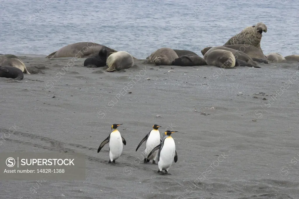 Three King penguins (Aptenodytes patagonicus) and Southern Elephant seals (Mirounga leonina) on the beach, Right Whale Bay, South Georgia Island, South Sandwich Islands 