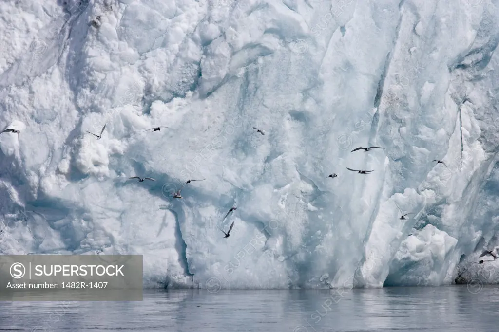Birds flying near an iceberg, Neumayer Glacier, South Georgia Island, South Sandwich Islands 