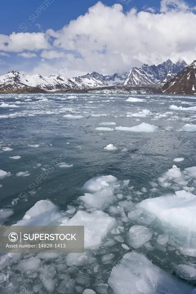 Ice floats floating on water, South Georgia Island, South Sandwich Islands 