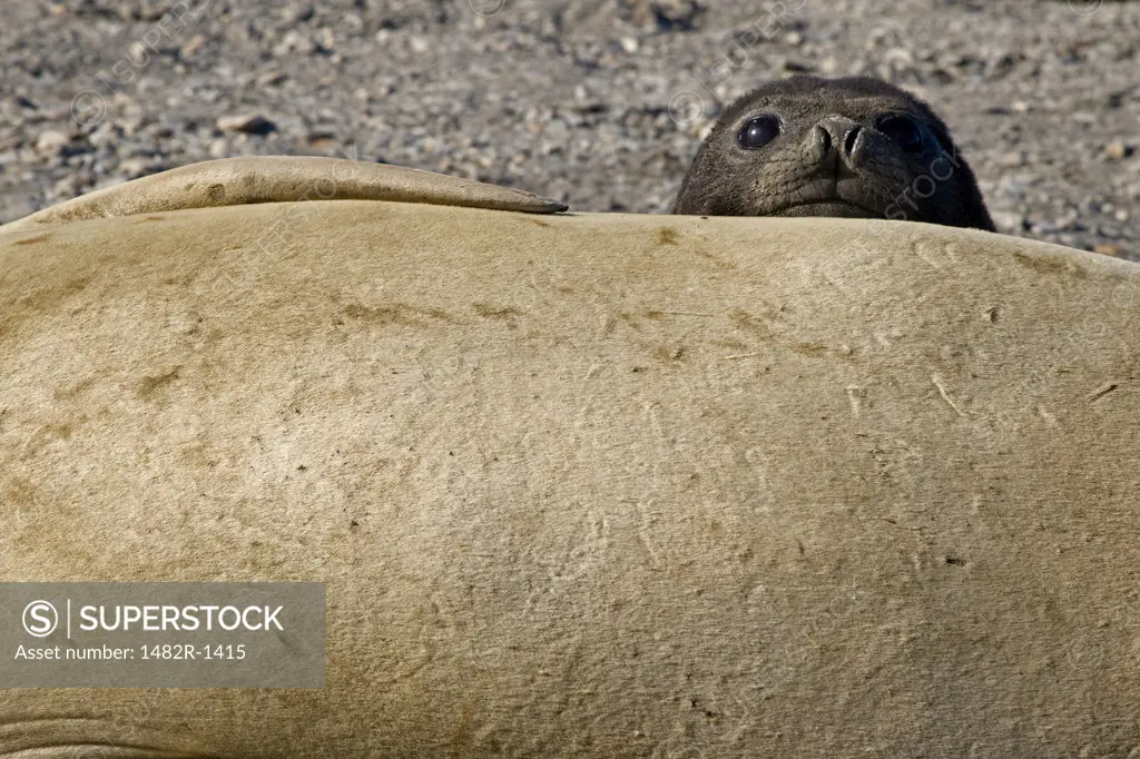 Close-up of a Southern Elephant seal pup (Mirounga leonina) peeking over its mother, South Georgia Island, South Sandwich Islands 