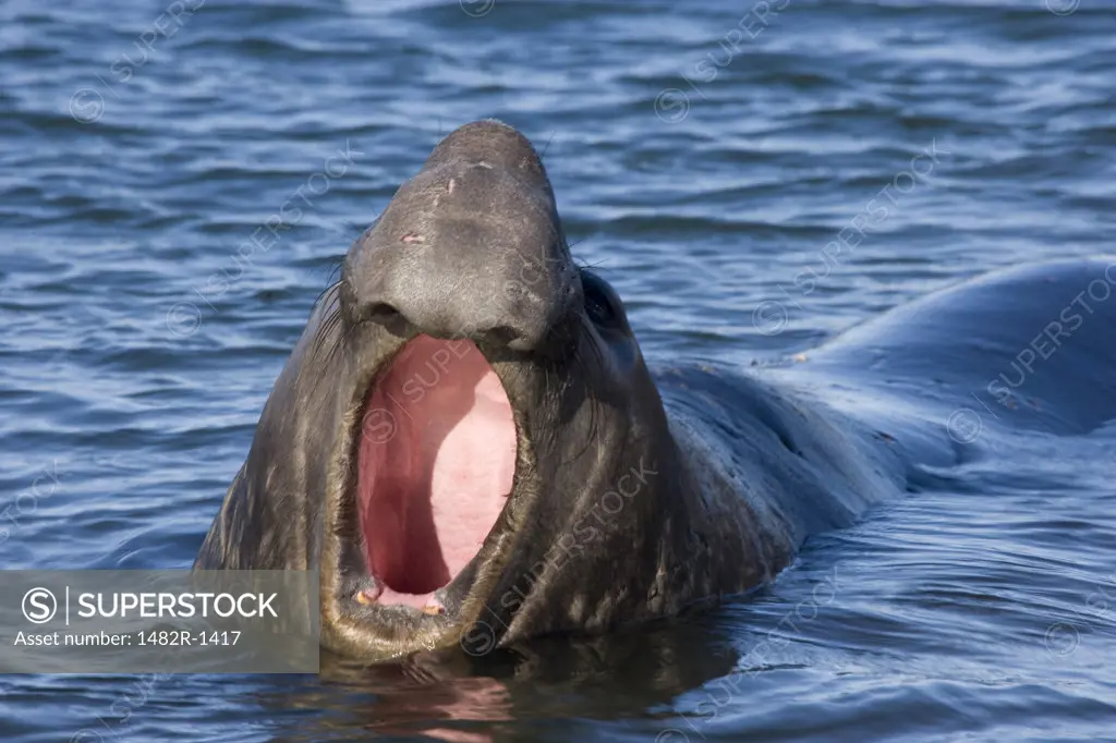 Close-up of a Southern Elephant seal (Mirounga leonina) calling, Ocean harbour, South Georgia Island, South Sandwich Islands 