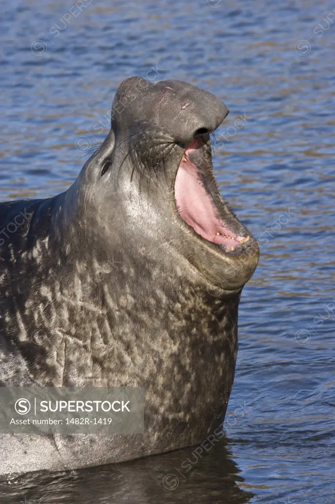 Bull Southern Elephant seal (Mirounga leonina) calling, South Georgia Island, South Sandwich Islands 