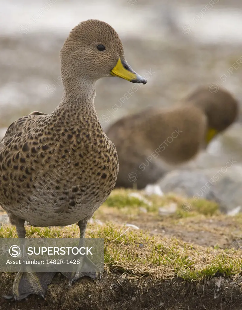 Close-up of a South Georgia pintail duckling (Anas georgica georgica), South Georgia Island, South Sandwich Islands 