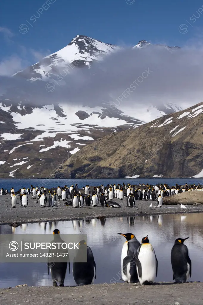 Colony of King penguins (Aptenodytes patagonicus) with mountains in the background, St. Andrews Bay, South Georgia Island, South Sandwich Islands 