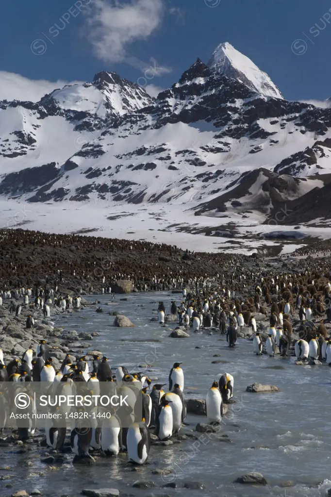 Colony of King penguins (Aptenodytes patagonicus), St. Andrews Bay, South Georgia Island, South Sandwich Islands 