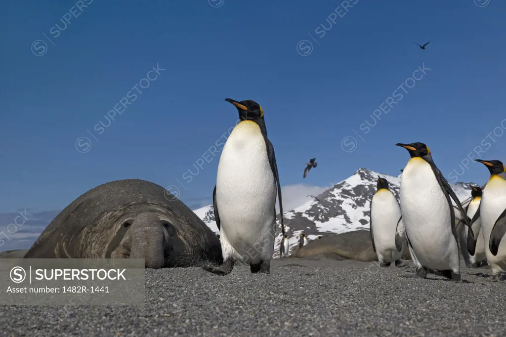 King penguins (Aptenodytes patagonicus) and Southern Elephant seals (Mirounga leonina) on the beach, St. Andrews Bay, South Georgia Island, South Sandwich Islands 