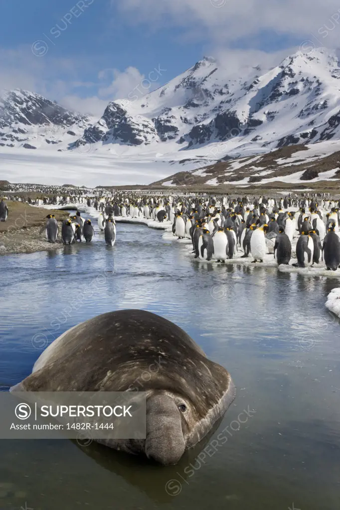 Southern Elephant seal (Mirounga leonina) in shallow water with a colony of King penguins (Aptenodytes patagonicus) in the background, St. Andrews Bay, South Georgia Island, South Sandwich Islands 