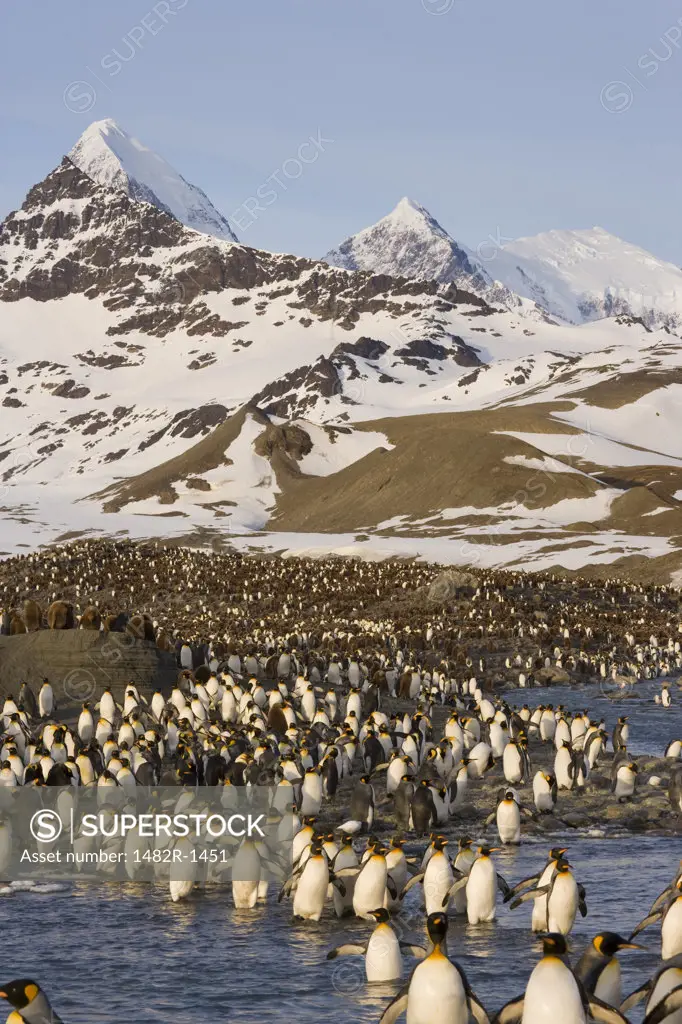 Colony of King penguins (Aptenodytes patagonicus), St. Andrews Bay, South Georgia Island, South Sandwich Islands 