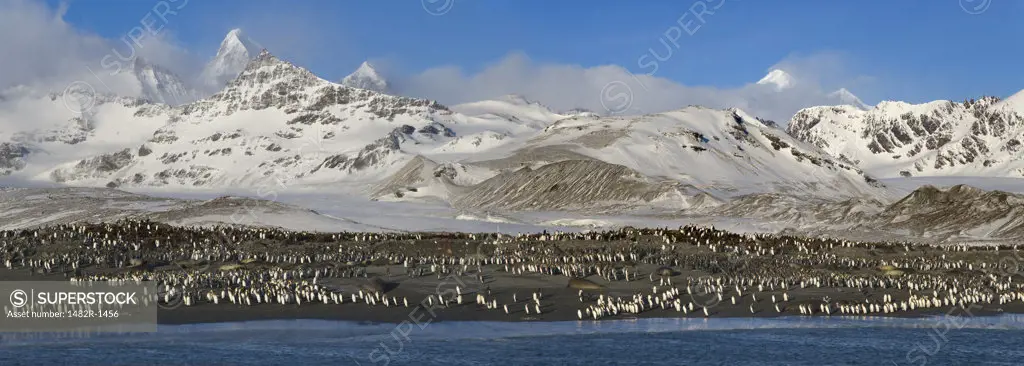 King penguins (Aptenodytes patagonicus) and Southern Elephant seals (Mirounga leonina) on the beach, St. Andrews Bay, South Georgia Island, South Sandwich Islands 