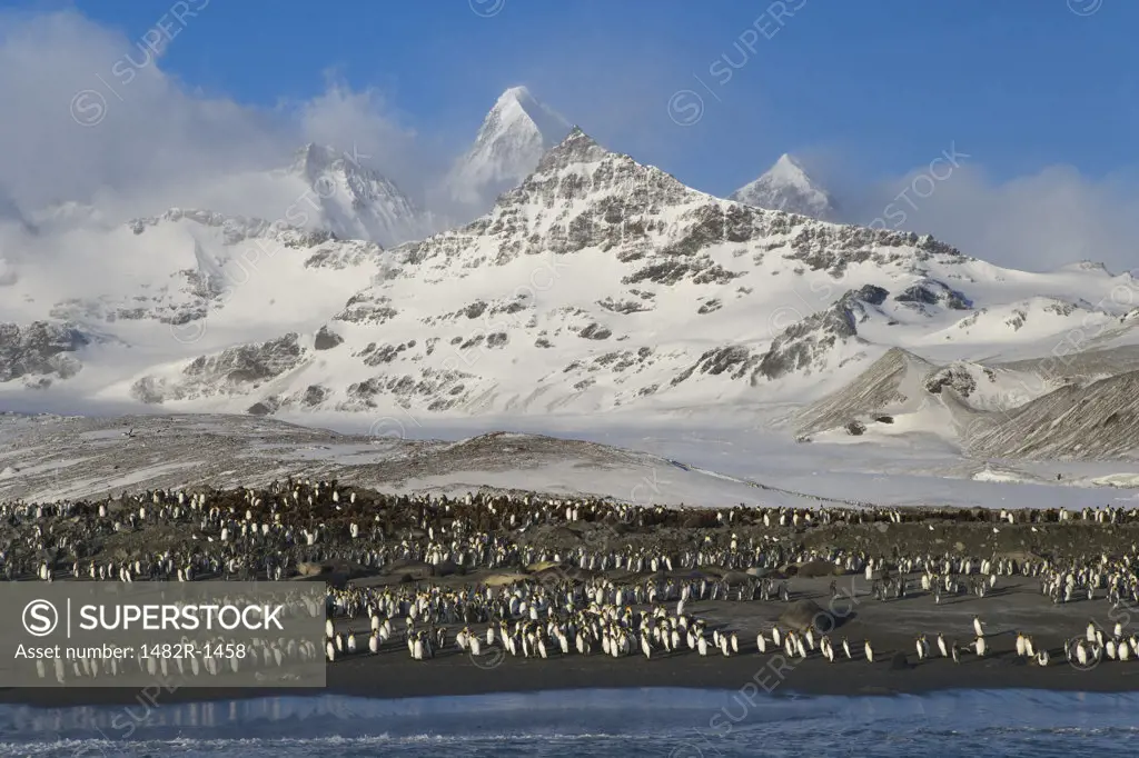 Colony of King penguins (Aptenodytes patagonicus) on the beach, St. Andrews Bay, South Georgia Island, South Sandwich Islands 