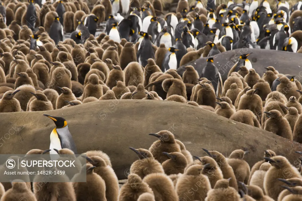 Colony of King penguins (Aptenodytes patagonicus) with Elephant seals, Gold Harbour, South Georgia Island, South Sandwich Islands 