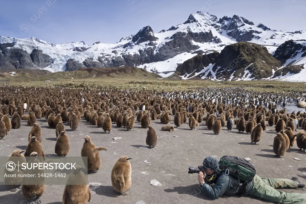 Photographer taking picture of King penguin chicks (Aptenodytes patagonicus), Gold Harbour, South Georgia Island, South Sandwich Islands 